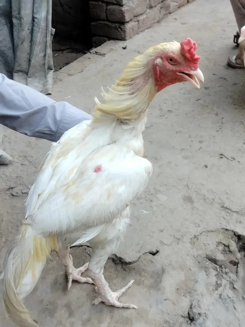 Aseel Pair For Sale 25k — photo 6