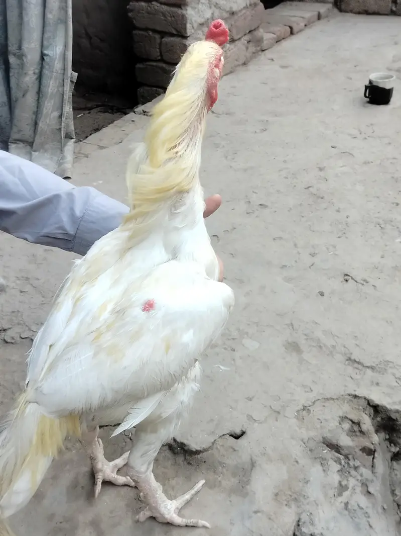 Aseel Pair For Sale 25k — photo 7