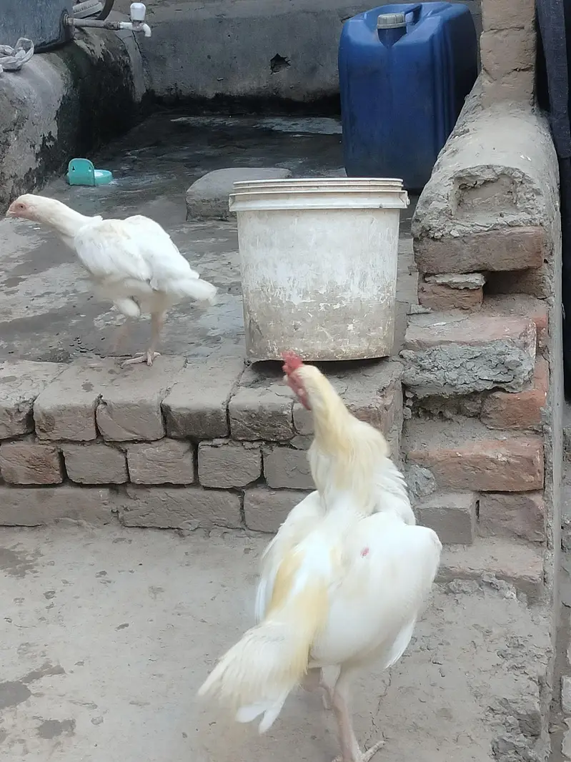 Aseel Pair For Sale 25k — photo 8