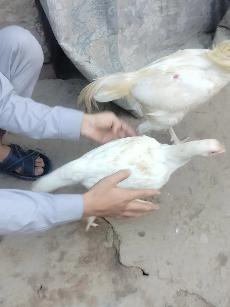 Aseel Pair For Sale 25k — photo 9