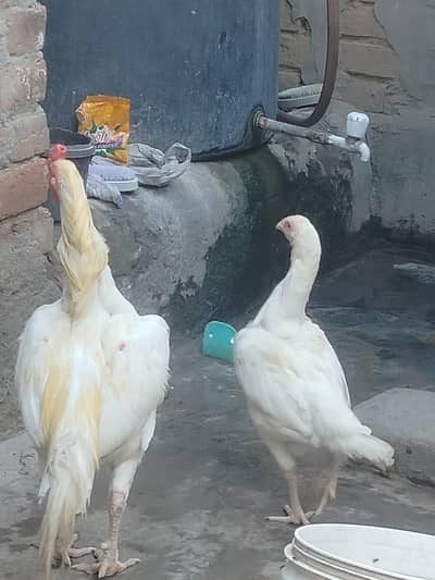 Aseel Pair For Sale 25k
