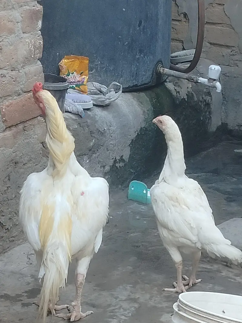 Aseel Pair For Sale 25k — photo 10