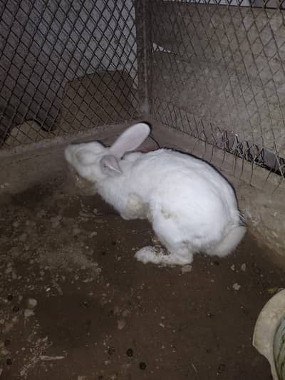 rabbits for sell
