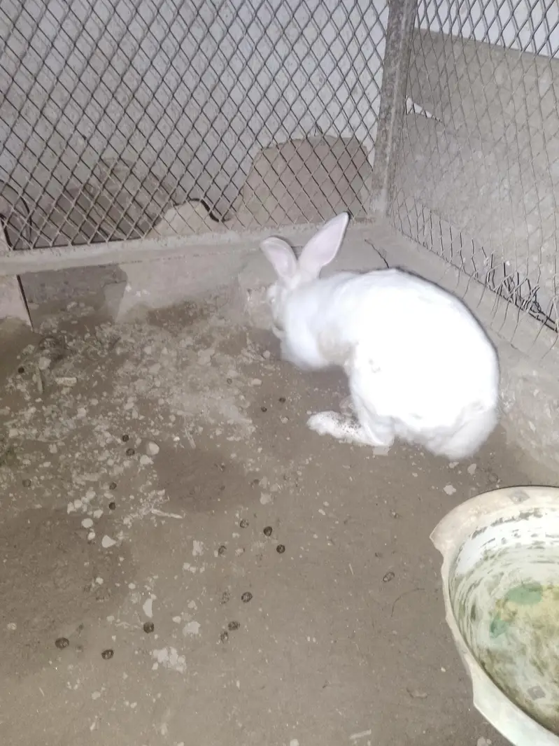 rabbits for sell — photo 2