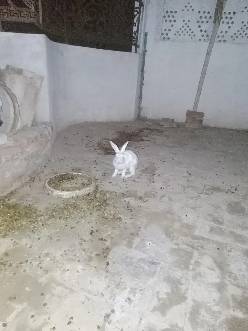rabbits for sell — photo 3