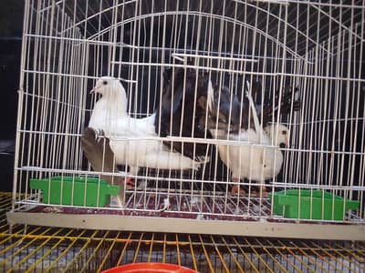 beautiful lakin pigeon