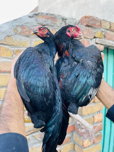 Lasani Pair home breed
