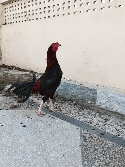aseel hens forsale. . . wattsapp number 03068960983 only wattsapp
