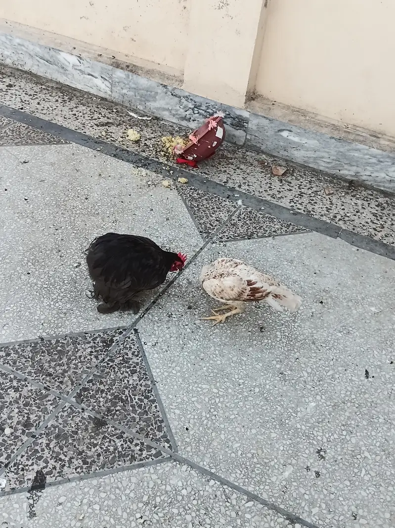 aseel hens forsale. . . wattsapp number 03068960983 only wattsapp — photo 2