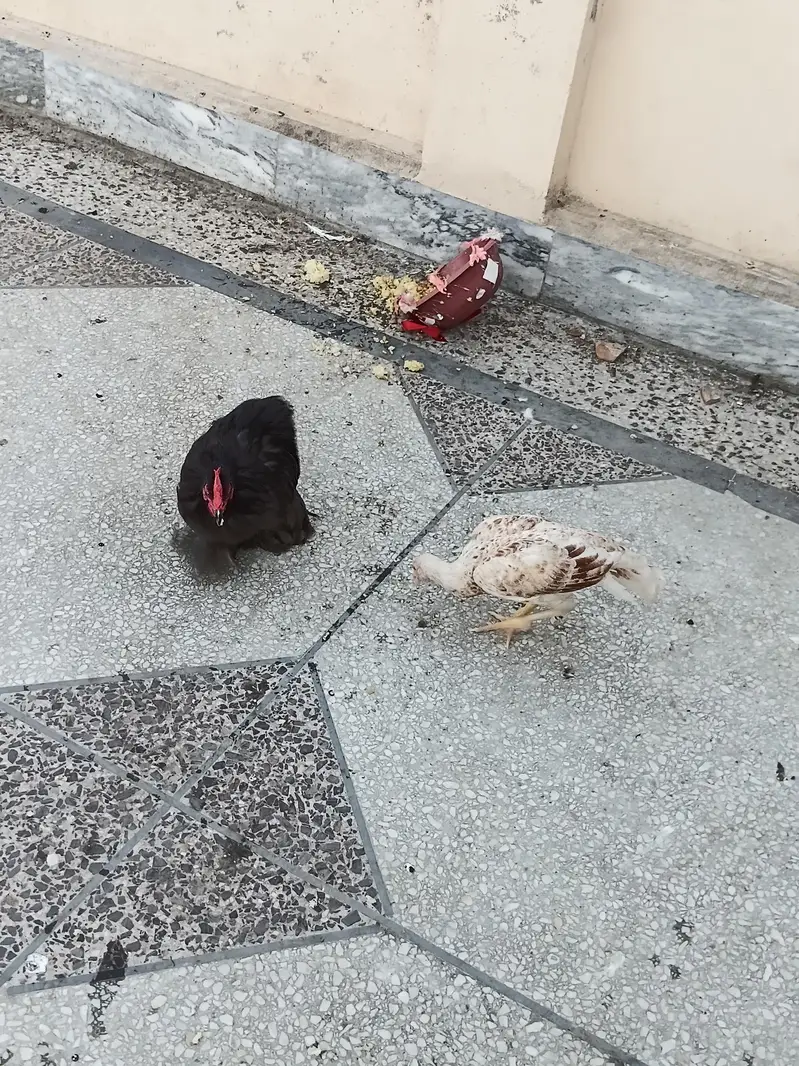 aseel hens forsale. . . wattsapp number 03068960983 only wattsapp — photo 3