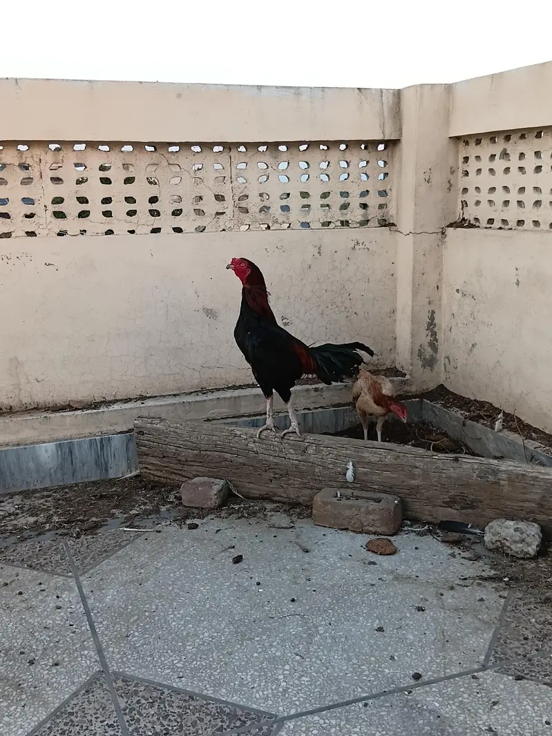 aseel hens forsale. . . wattsapp number 03068960983 only wattsapp — photo 4