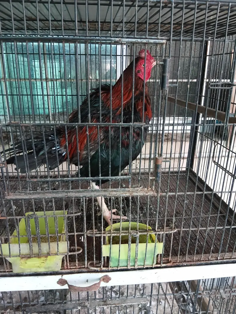 aseel hens forsale. . . wattsapp number 03068960983 only wattsapp — photo 5