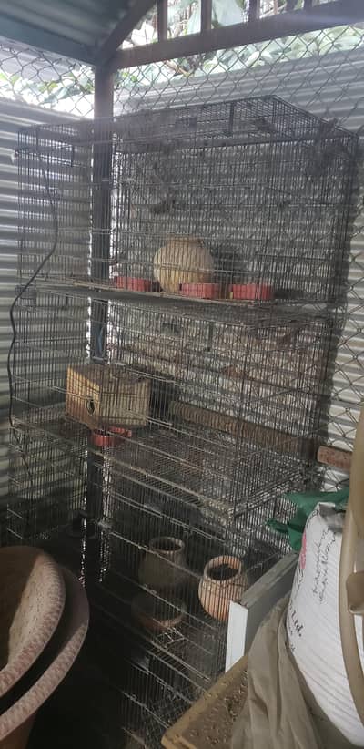 Birgs Cage