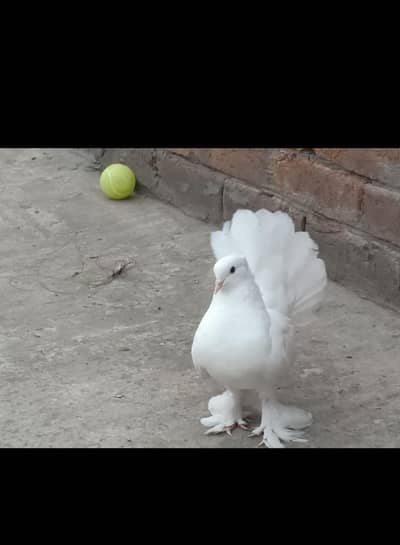 BREEDER KI GURANTEE WHATTSAPP 03002634219 Exchangw with love bird