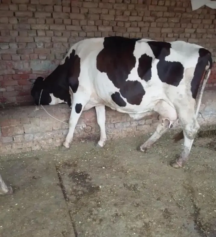 frozen cholasani cross gay 20 gaban hai 10 kilo hai 03037510379 — photo 2