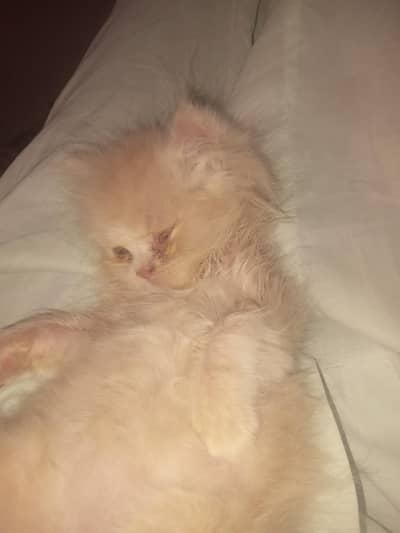 female 1month