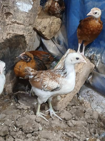 Golden Desi Pure Misri Hen WhatsApp 03304503477