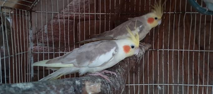 Required Eno red eyes cocktail breeder female. . .