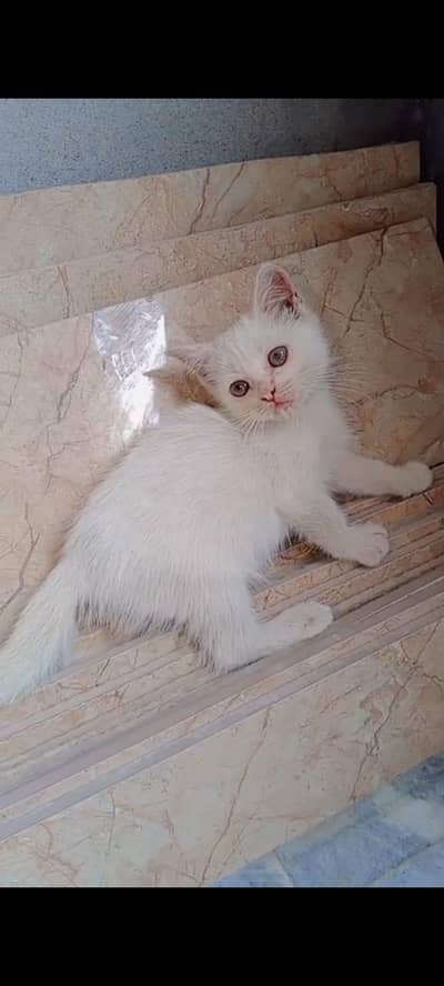 healthy and active, friendly and playful odd eyes don't mis chance!