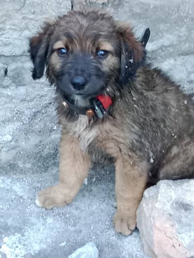 sale urgent t