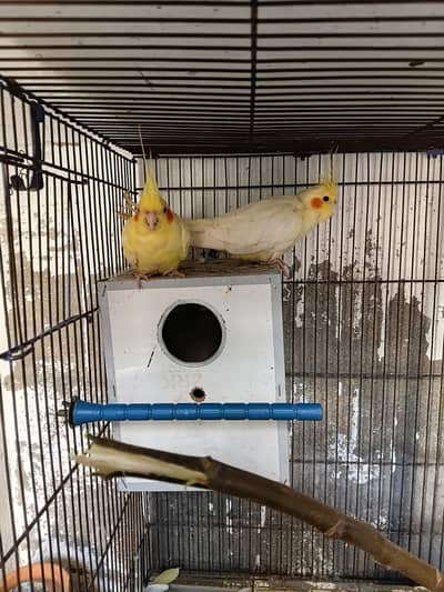 Adult pair parrot cockatial lutiono good and healthy pair of luitiono