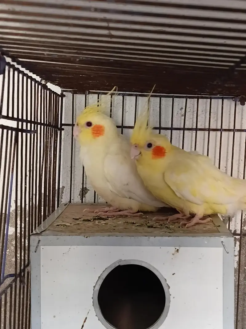 Adult pair parrot cockatial lutiono good and healthy pair of luitiono — photo 2