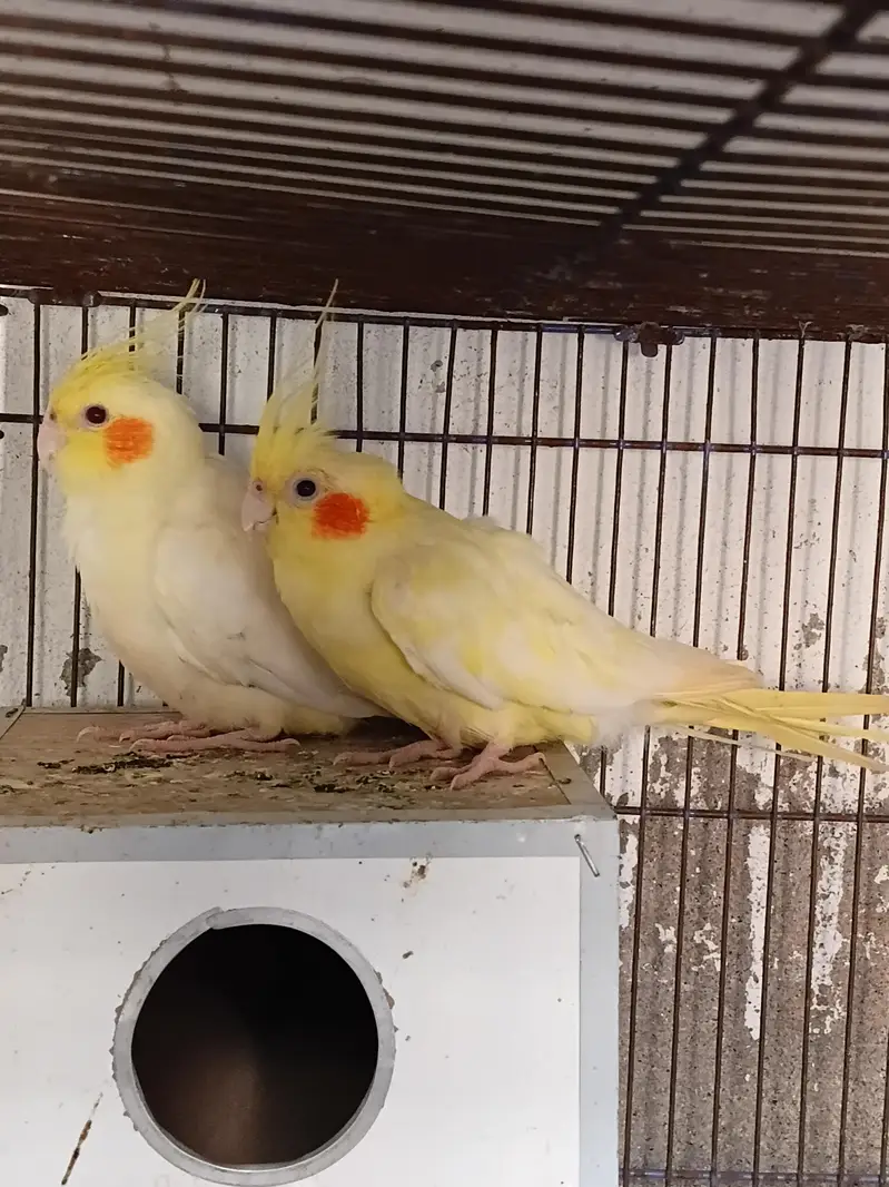 Adult pair parrot cockatial lutiono good and healthy pair of luitiono — photo 3