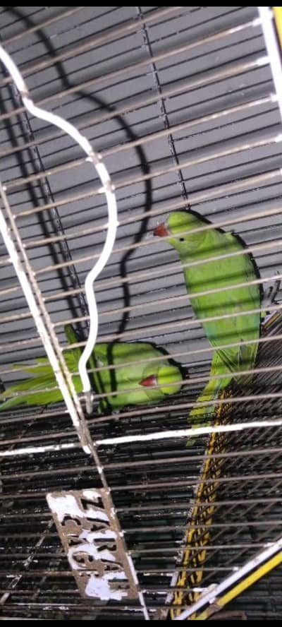 raw parrots are urgent sale,very beautiful and taking pair