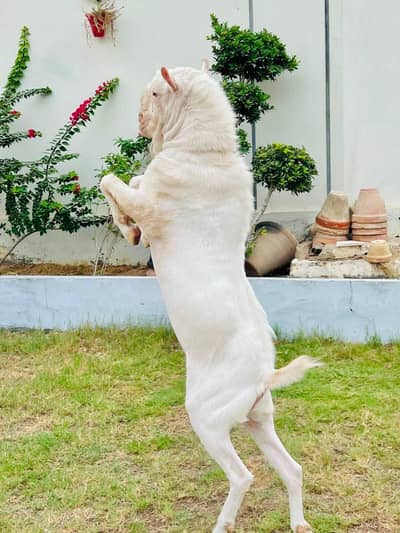 white golabi goat