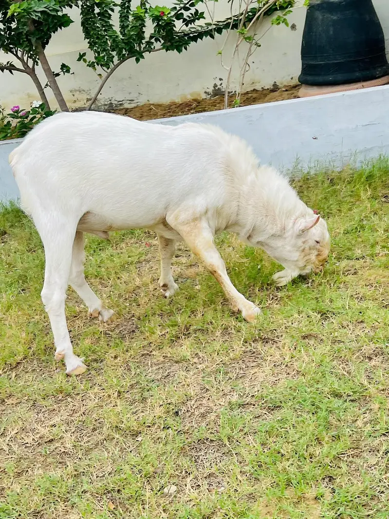 white golabi goat — photo 4