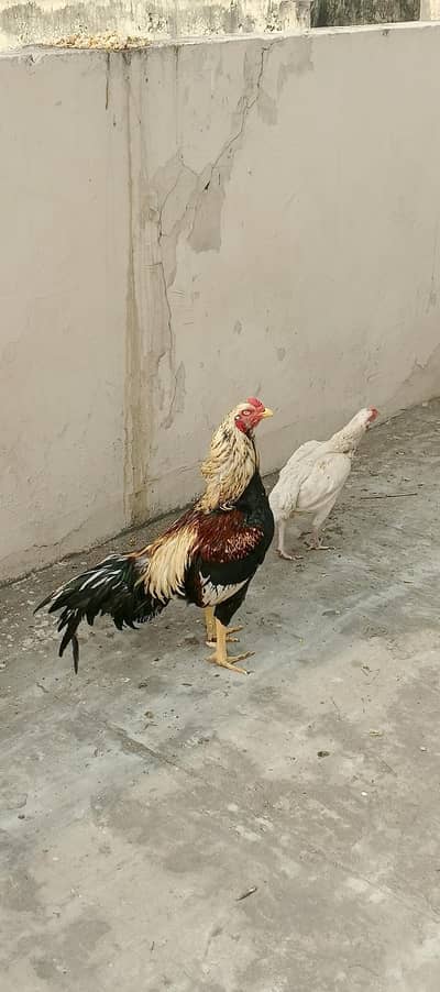 high quality  trio for sale