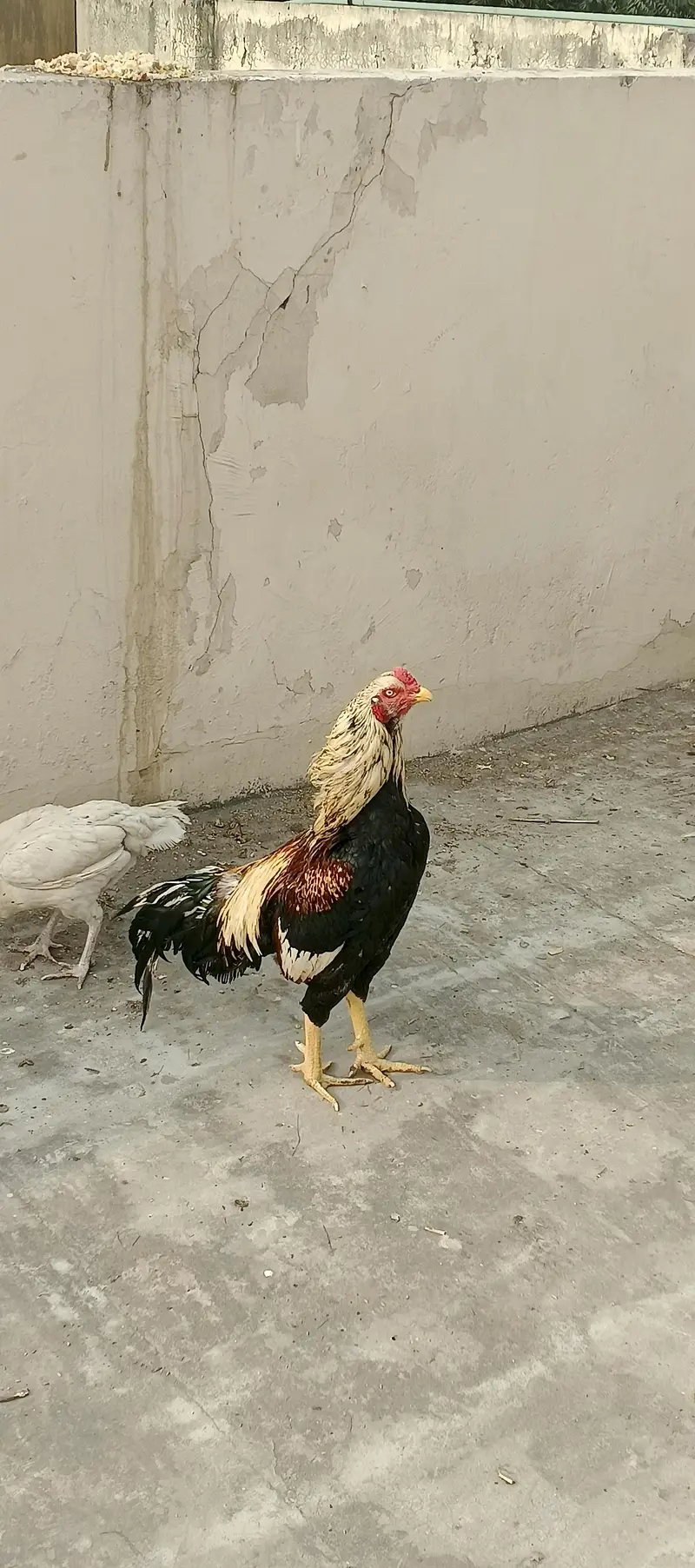 high quality  trio for sale — photo 2