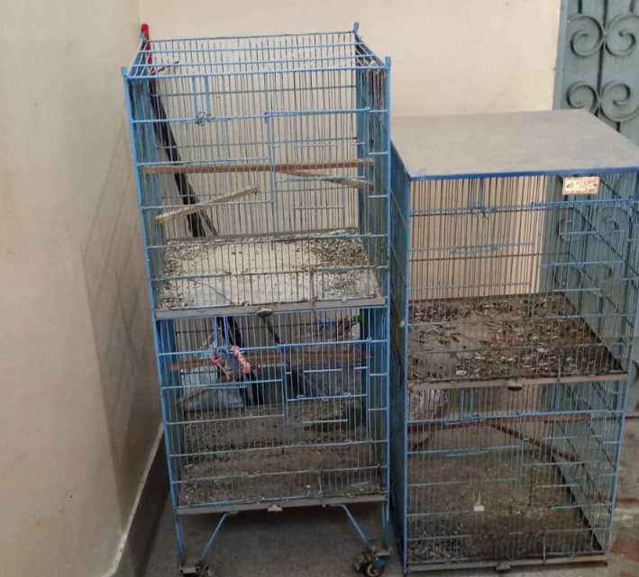 Bird cage 0
