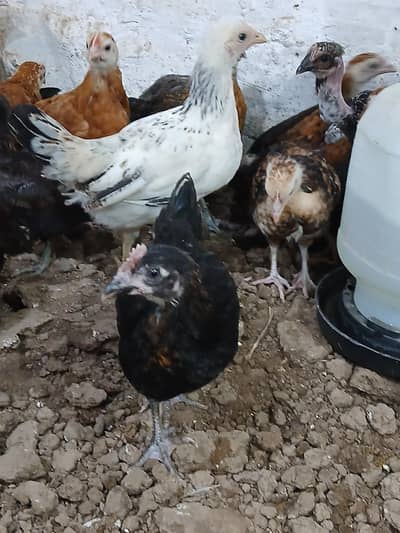 Golden Desi Pure Misri F1 A+ Breed WhatsApp 03304503477