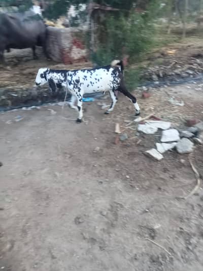 poda Bakra dogli nasal k ha