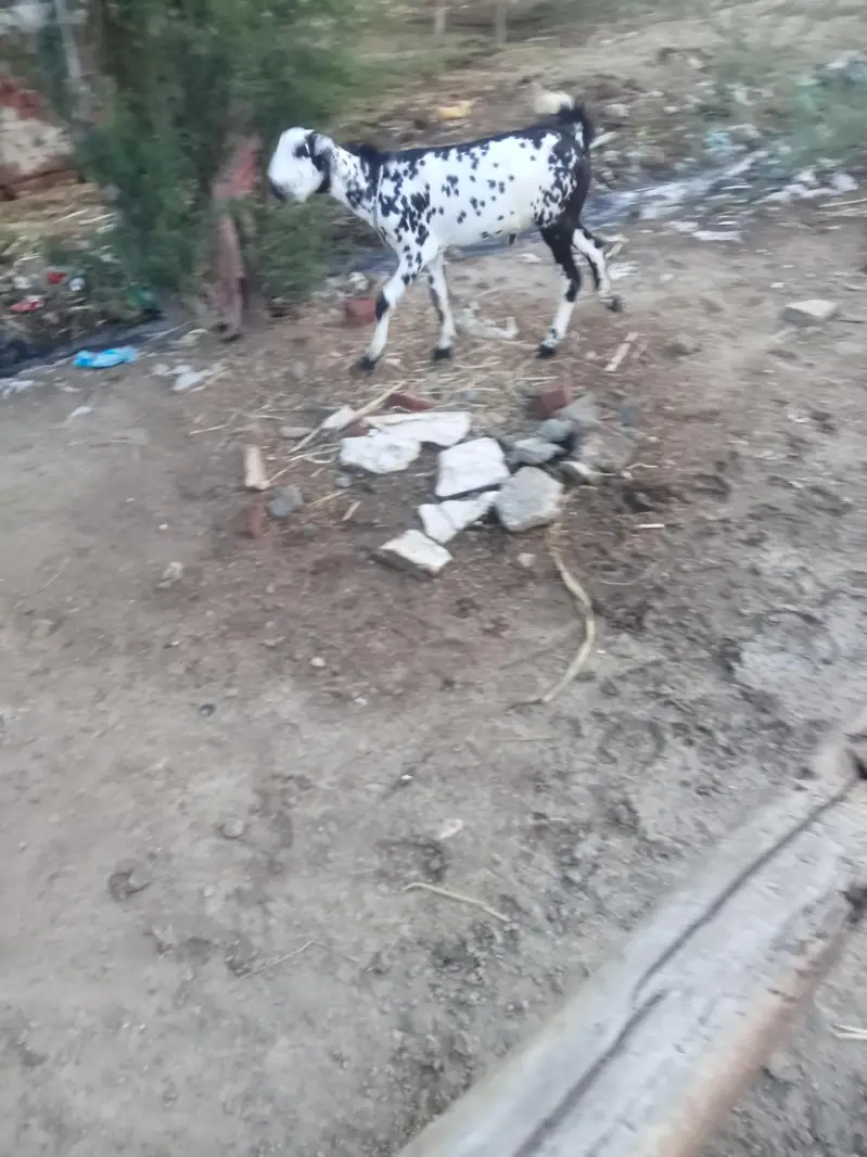 poda Bakra dogli nasal k ha — photo 2