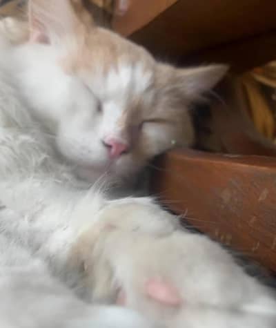 Selling cats.