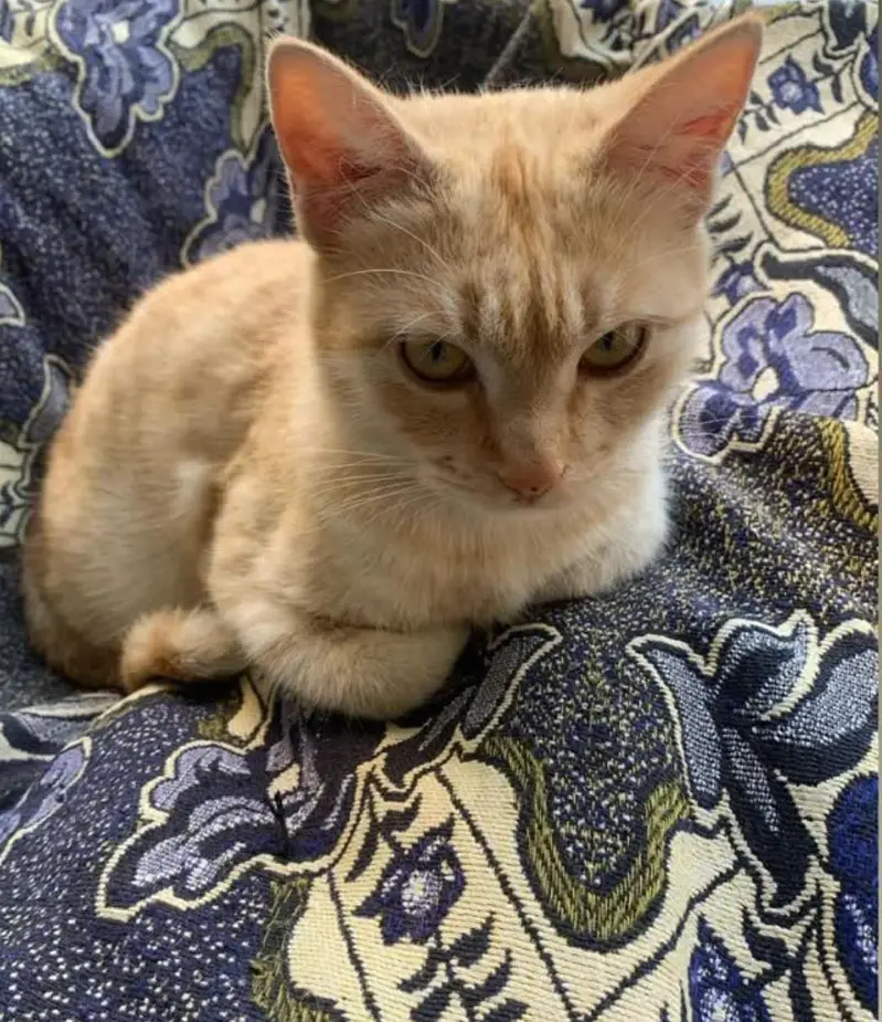 Selling cats. — photo 2
