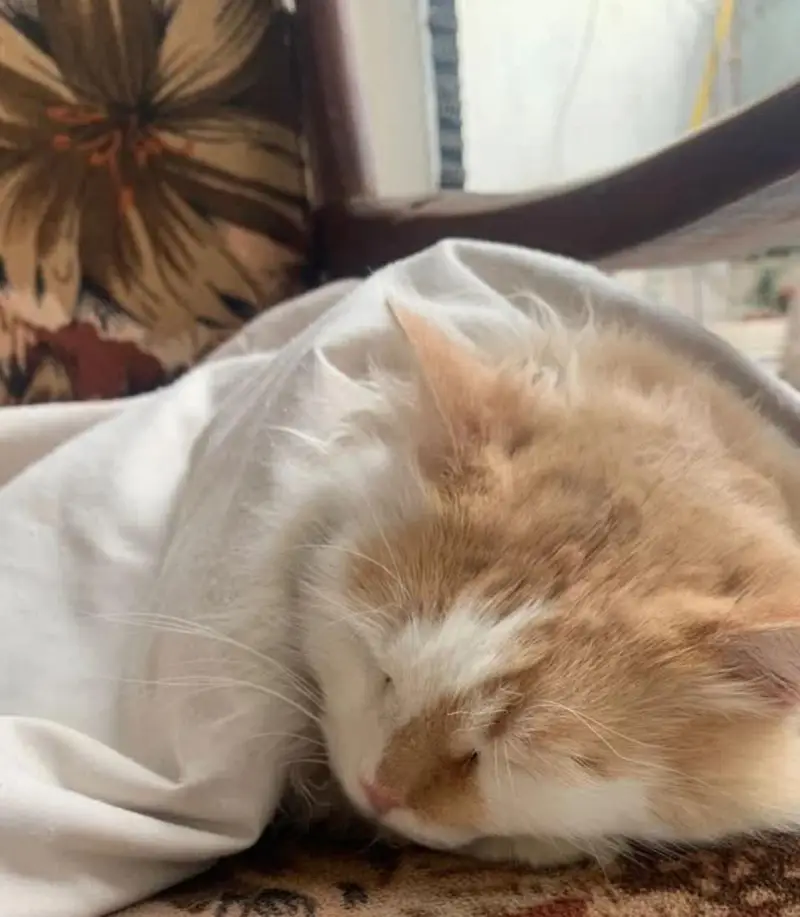 Selling cats. — photo 3
