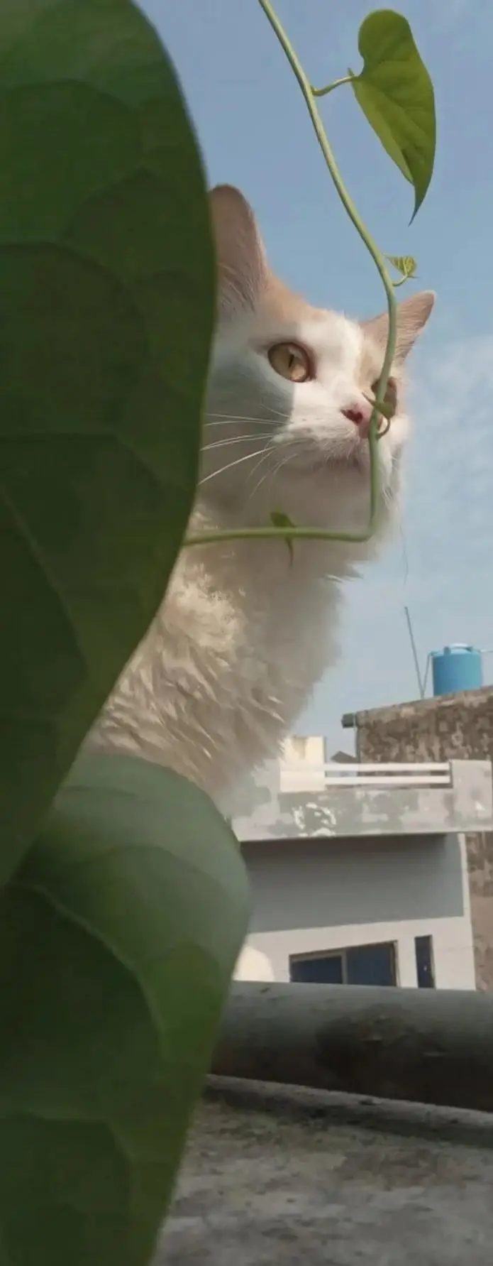Selling cats. — photo 4