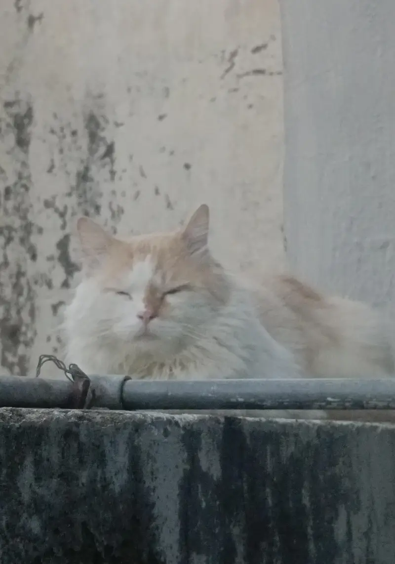 Selling cats. — photo 5
