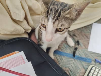 Persian cat for sale