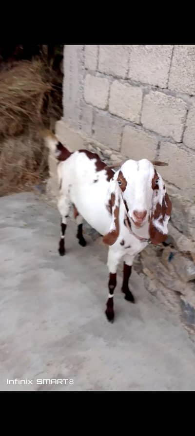 bakri for sale hai