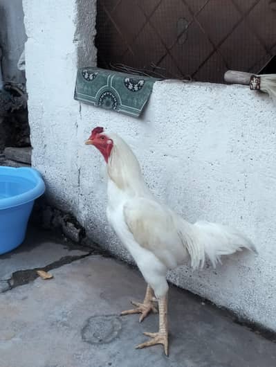 White silky aseel