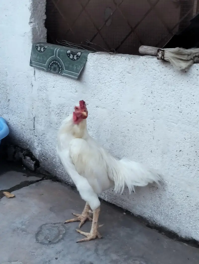 White silky aseel — photo 2