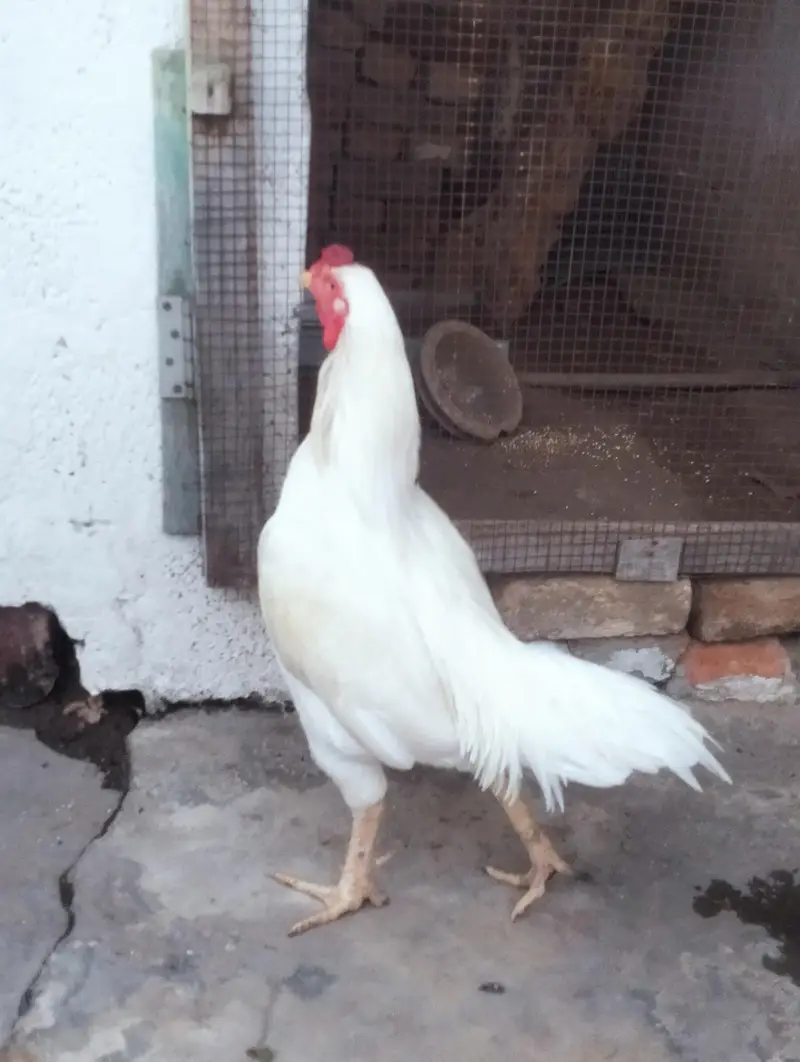 White silky aseel — photo 3
