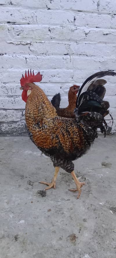 Pure Desi Murga healthy and active Breeder