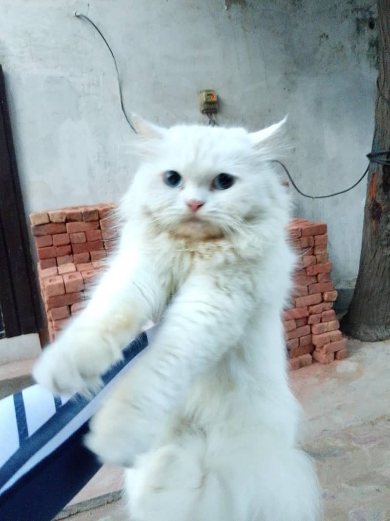 persion cat 0