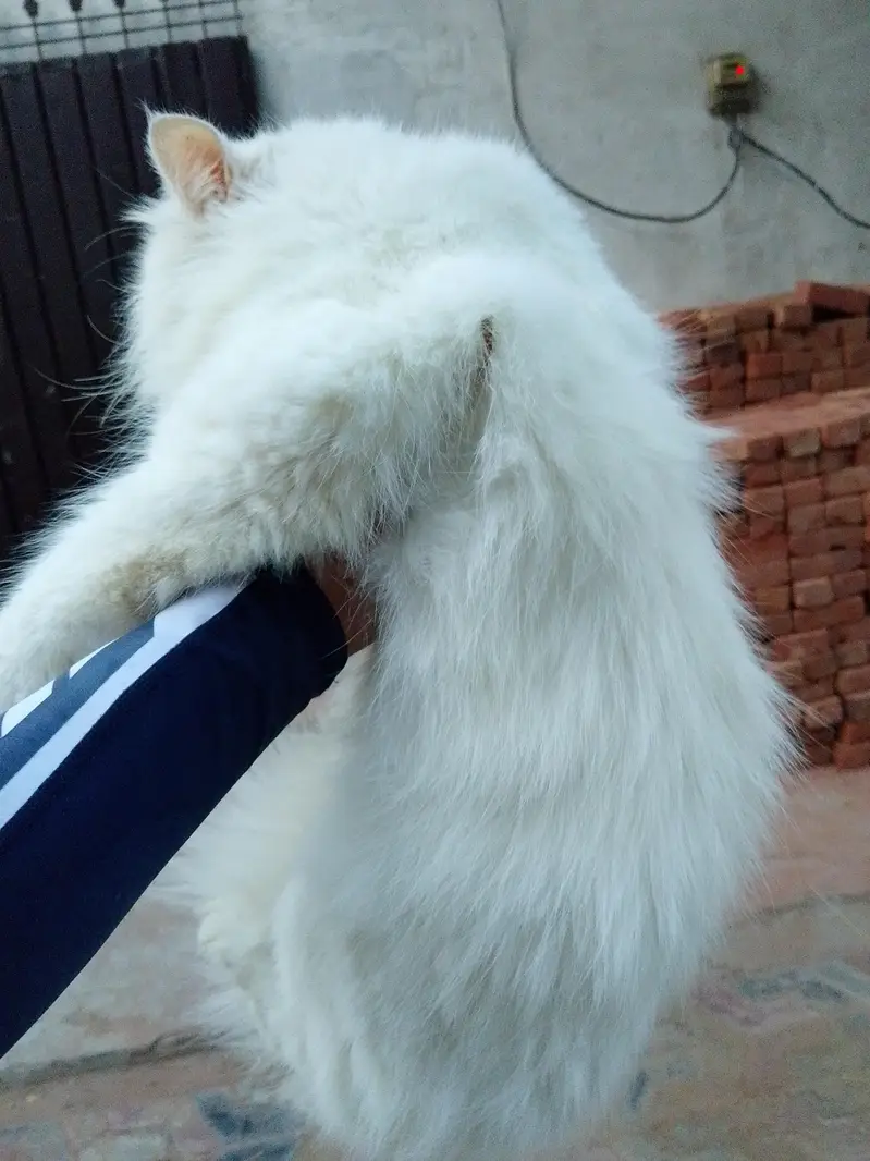persion cat — photo 2
