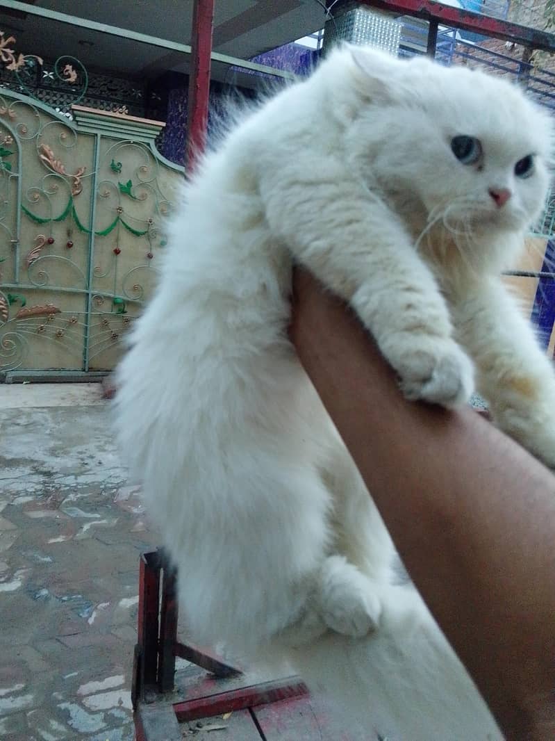 persion cat 2